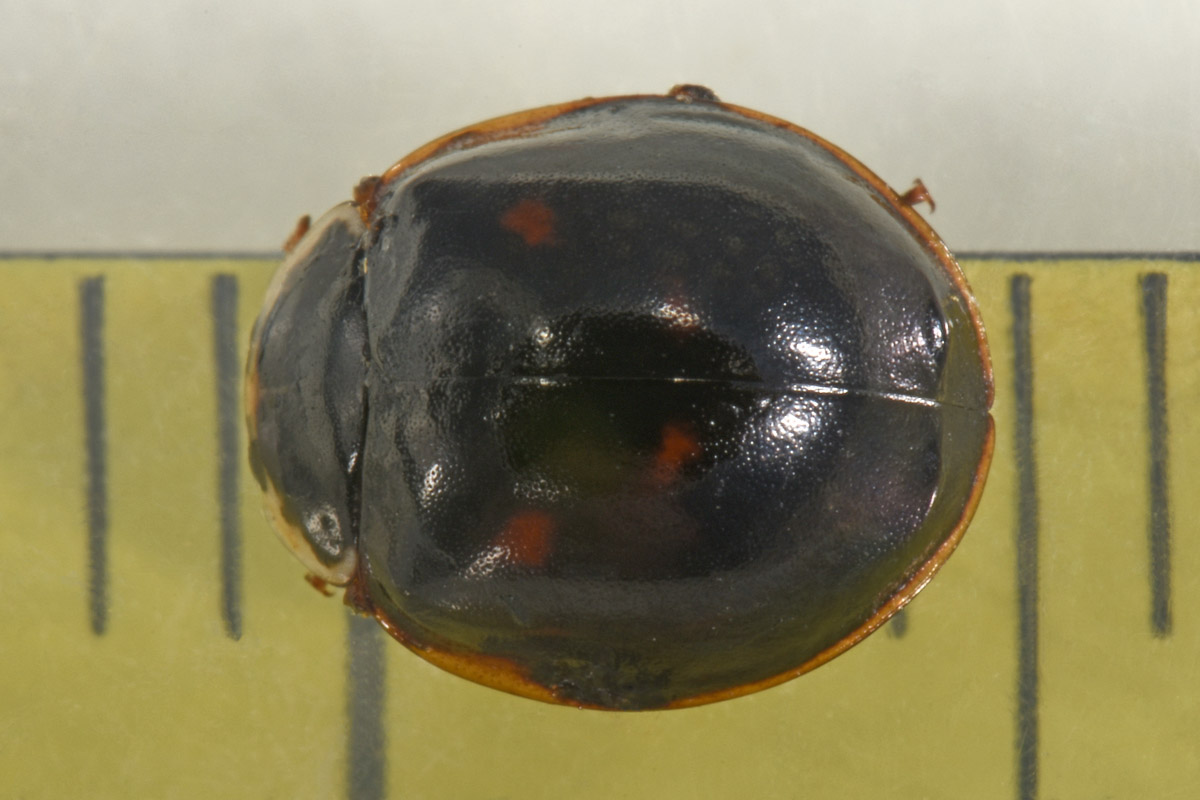 Coccinellidae: Harmonia axyridis
